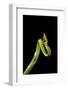 Vine Snake, Mashpi Lodge, Reserva Mashpi Amagusa, Pichincha, Ecuador, South America-Ben Pipe-Framed Photographic Print