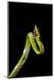 Vine Snake, Mashpi Lodge, Reserva Mashpi Amagusa, Pichincha, Ecuador, South America-Ben Pipe-Mounted Photographic Print