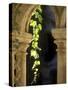 Vine Tendrils on Old Pillars, Chateau Valmagne, Languedoc-Joerg Lehmann-Stretched Canvas