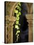 Vine Tendrils on Old Pillars, Chateau Valmagne, Languedoc-Joerg Lehmann-Stretched Canvas