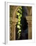 Vine Tendrils on Old Pillars, Chateau Valmagne, Languedoc-Joerg Lehmann-Framed Photographic Print