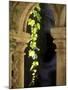 Vine Tendrils on Old Pillars, Chateau Valmagne, Languedoc-Joerg Lehmann-Mounted Photographic Print