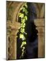 Vine Tendrils on Old Pillars, Chateau Valmagne, Languedoc-Joerg Lehmann-Mounted Photographic Print