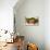 Vine Tomatoes, Mirtos, Crete, Greece, Europe-Christian Heeb-Stretched Canvas displayed on a wall