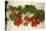 Vine Tomatoes, Mirtos, Crete, Greece, Europe-Christian Heeb-Stretched Canvas