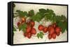 Vine Tomatoes, Mirtos, Crete, Greece, Europe-Christian Heeb-Framed Stretched Canvas