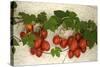 Vine Tomatoes, Mirtos, Crete, Greece, Europe-Christian Heeb-Stretched Canvas