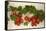 Vine Tomatoes, Mirtos, Crete, Greece, Europe-Christian Heeb-Framed Stretched Canvas