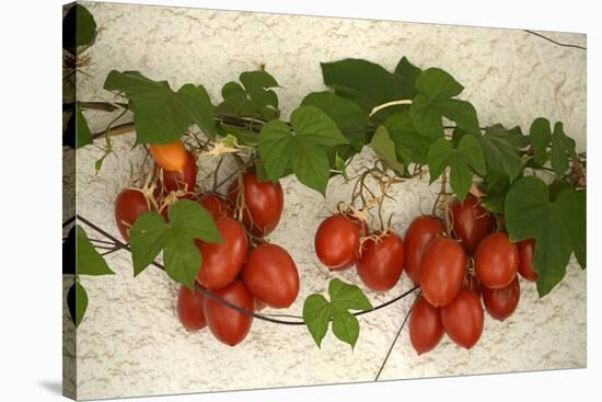 Vine Tomatoes, Mirtos, Crete, Greece, Europe-Christian Heeb-Stretched Canvas