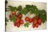 Vine Tomatoes, Mirtos, Crete, Greece, Europe-Christian Heeb-Stretched Canvas