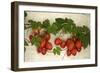 Vine Tomatoes, Mirtos, Crete, Greece, Europe-Christian Heeb-Framed Photographic Print