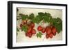 Vine Tomatoes, Mirtos, Crete, Greece, Europe-Christian Heeb-Framed Photographic Print