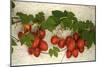 Vine Tomatoes, Mirtos, Crete, Greece, Europe-Christian Heeb-Mounted Photographic Print