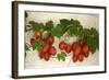 Vine Tomatoes, Mirtos, Crete, Greece, Europe-Christian Heeb-Framed Photographic Print