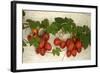 Vine Tomatoes, Mirtos, Crete, Greece, Europe-Christian Heeb-Framed Photographic Print