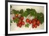 Vine Tomatoes, Mirtos, Crete, Greece, Europe-Christian Heeb-Framed Photographic Print