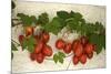 Vine Tomatoes, Mirtos, Crete, Greece, Europe-Christian Heeb-Mounted Photographic Print