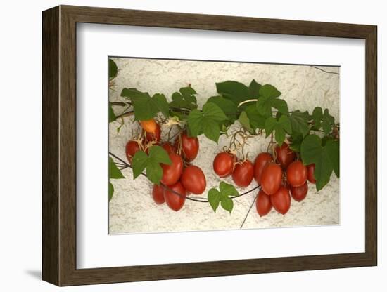 Vine Tomatoes, Mirtos, Crete, Greece, Europe-Christian Heeb-Framed Photographic Print