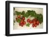 Vine Tomatoes, Mirtos, Crete, Greece, Europe-Christian Heeb-Framed Photographic Print