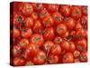 Vine Tomatoes-null-Stretched Canvas