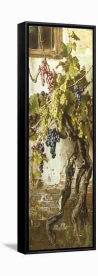Vine-Giorgio Lucchesi-Framed Stretched Canvas