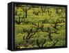 Vines Among Mustard Flowers, Magill, South Australia-Steven Morris-Framed Stretched Canvas