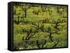 Vines Among Mustard Flowers, Magill, South Australia-Steven Morris-Framed Stretched Canvas