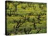 Vines Among Mustard Flowers, Magill, South Australia-Steven Morris-Stretched Canvas