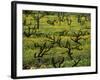 Vines Among Mustard Flowers, Magill, South Australia-Steven Morris-Framed Photographic Print