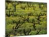 Vines Among Mustard Flowers, Magill, South Australia-Steven Morris-Mounted Photographic Print