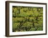 Vines Among Mustard Flowers, Magill, South Australia-Steven Morris-Framed Photographic Print