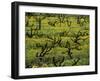 Vines Among Mustard Flowers, Magill, South Australia-Steven Morris-Framed Photographic Print