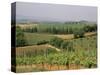 Vines and Vineyards on Rolling Countryside in the Heart of the Chianti District North of Siena-Pearl Bucknall-Stretched Canvas