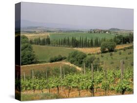 Vines and Vineyards on Rolling Countryside in the Heart of the Chianti District North of Siena-Pearl Bucknall-Stretched Canvas