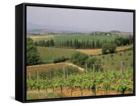 Vines and Vineyards on Rolling Countryside in the Heart of the Chianti District North of Siena-Pearl Bucknall-Framed Stretched Canvas