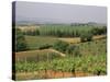 Vines and Vineyards on Rolling Countryside in the Heart of the Chianti District North of Siena-Pearl Bucknall-Stretched Canvas