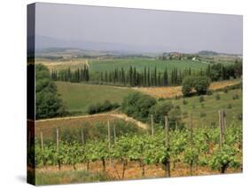 Vines and Vineyards on Rolling Countryside in the Heart of the Chianti District North of Siena-Pearl Bucknall-Stretched Canvas