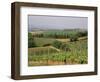 Vines and Vineyards on Rolling Countryside in the Heart of the Chianti District North of Siena-Pearl Bucknall-Framed Photographic Print