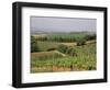 Vines and Vineyards on Rolling Countryside in the Heart of the Chianti District North of Siena-Pearl Bucknall-Framed Photographic Print