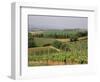 Vines and Vineyards on Rolling Countryside in the Heart of the Chianti District North of Siena-Pearl Bucknall-Framed Photographic Print