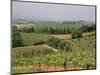 Vines and Vineyards on Rolling Countryside in the Heart of the Chianti District North of Siena-Pearl Bucknall-Mounted Photographic Print