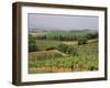 Vines and Vineyards on Rolling Countryside in the Heart of the Chianti District North of Siena-Pearl Bucknall-Framed Photographic Print