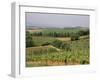 Vines and Vineyards on Rolling Countryside in the Heart of the Chianti District North of Siena-Pearl Bucknall-Framed Photographic Print