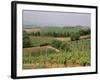 Vines and Vineyards on Rolling Countryside in the Heart of the Chianti District North of Siena-Pearl Bucknall-Framed Photographic Print