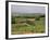 Vines and Vineyards on Rolling Countryside in the Heart of the Chianti District North of Siena-Pearl Bucknall-Framed Photographic Print