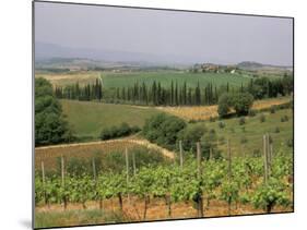 Vines and Vineyards on Rolling Countryside in the Heart of the Chianti District North of Siena-Pearl Bucknall-Mounted Photographic Print