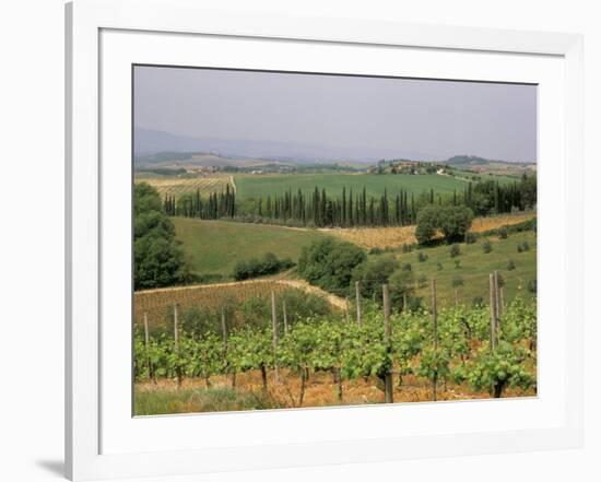 Vines and Vineyards on Rolling Countryside in the Heart of the Chianti District North of Siena-Pearl Bucknall-Framed Photographic Print