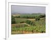 Vines and Vineyards on Rolling Countryside in the Heart of the Chianti District North of Siena-Pearl Bucknall-Framed Photographic Print