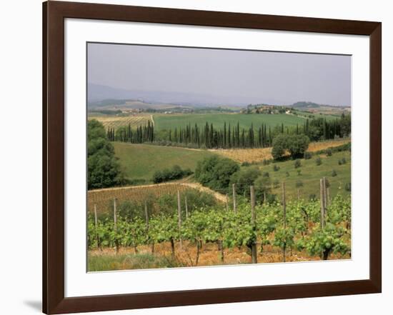 Vines and Vineyards on Rolling Countryside in the Heart of the Chianti District North of Siena-Pearl Bucknall-Framed Photographic Print