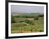 Vines and Vineyards on Rolling Countryside in the Heart of the Chianti District North of Siena-Pearl Bucknall-Framed Photographic Print